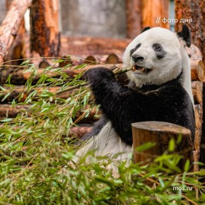 Сегодня Международный день панды! Полюбоваться этими милыми и пушистыми животными можно в Московском зоопарке, а еще онлайн на странице трансляций zoo.mos.ru