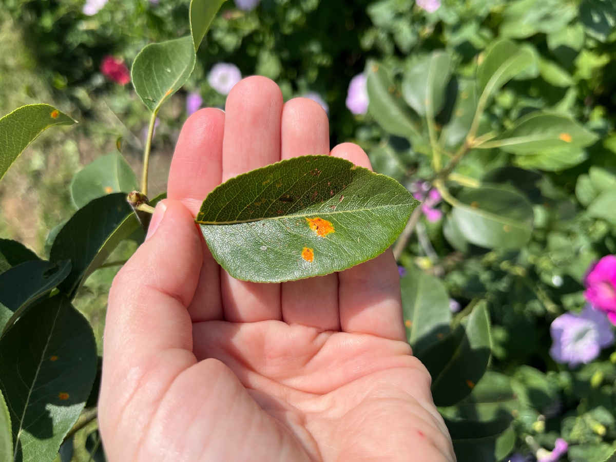 Ржавчина на яблоне: практическое руководство по борьбе