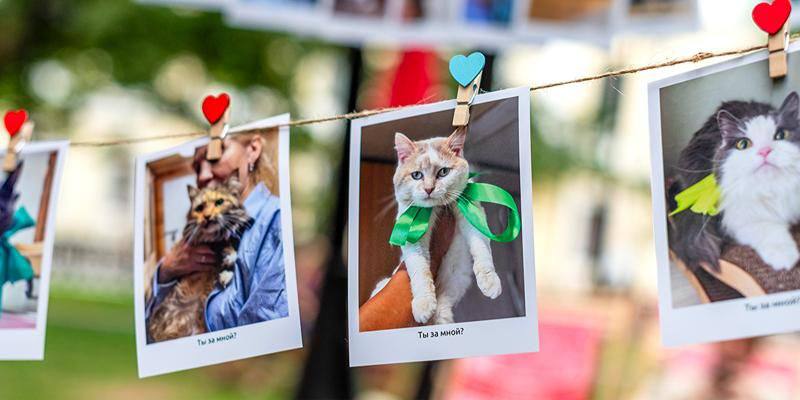 В проекте «Активный гражданин» началось голосование за амбассадора сервиса «Моспитомец» на весенний сезон