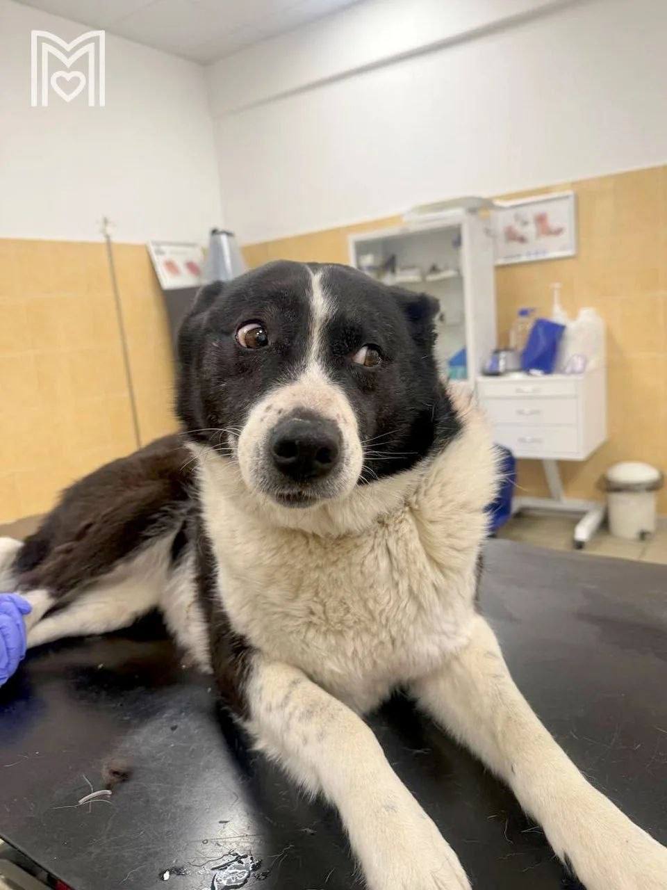 Осторожно, у диких кабанов начался период появления потомства! Самки следят за малышами и могут нападать, если рядом появляются люди или животные Осторожно, у диких кабанов начался период появления потомства! Самки следят за малышами и могут нападать, если рядом появляются люди или животные