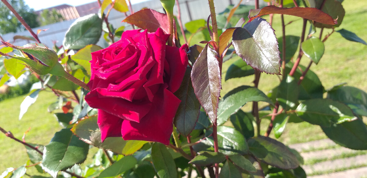 Как создать цветущий сад: секреты ухода за розами