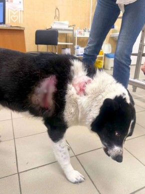 Осторожно, у диких кабанов начался период появления потомства! Самки следят за малышами и могут нападать, если рядом появляются люди или животные