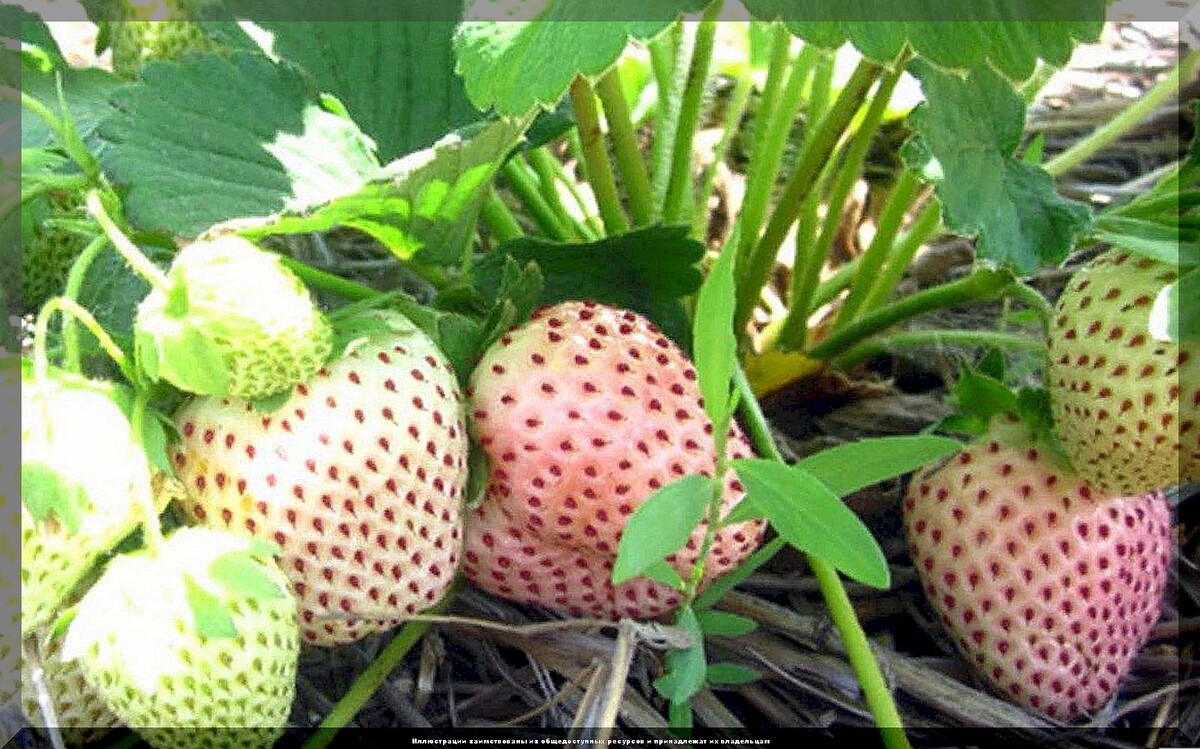 Как вырастить огромные ягоды: советы по уходу за клубникой весной