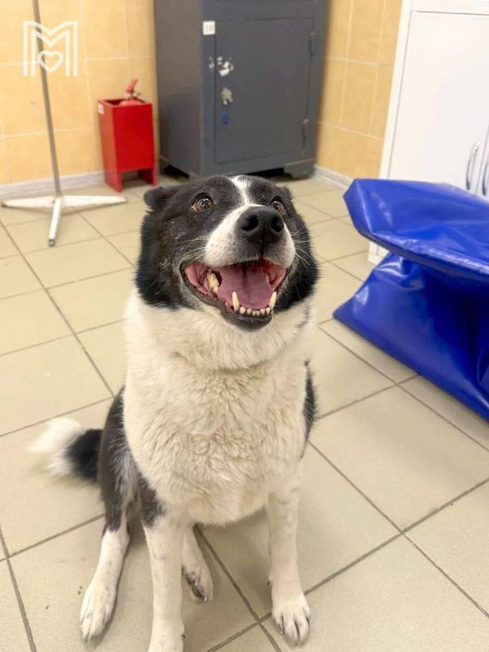 Осторожно, у диких кабанов начался период появления потомства! Самки следят за малышами и могут нападать, если рядом появляются люди или животные Осторожно, у диких кабанов начался период появления потомства! Самки следят за малышами и могут нападать, если рядом появляются люди или животные