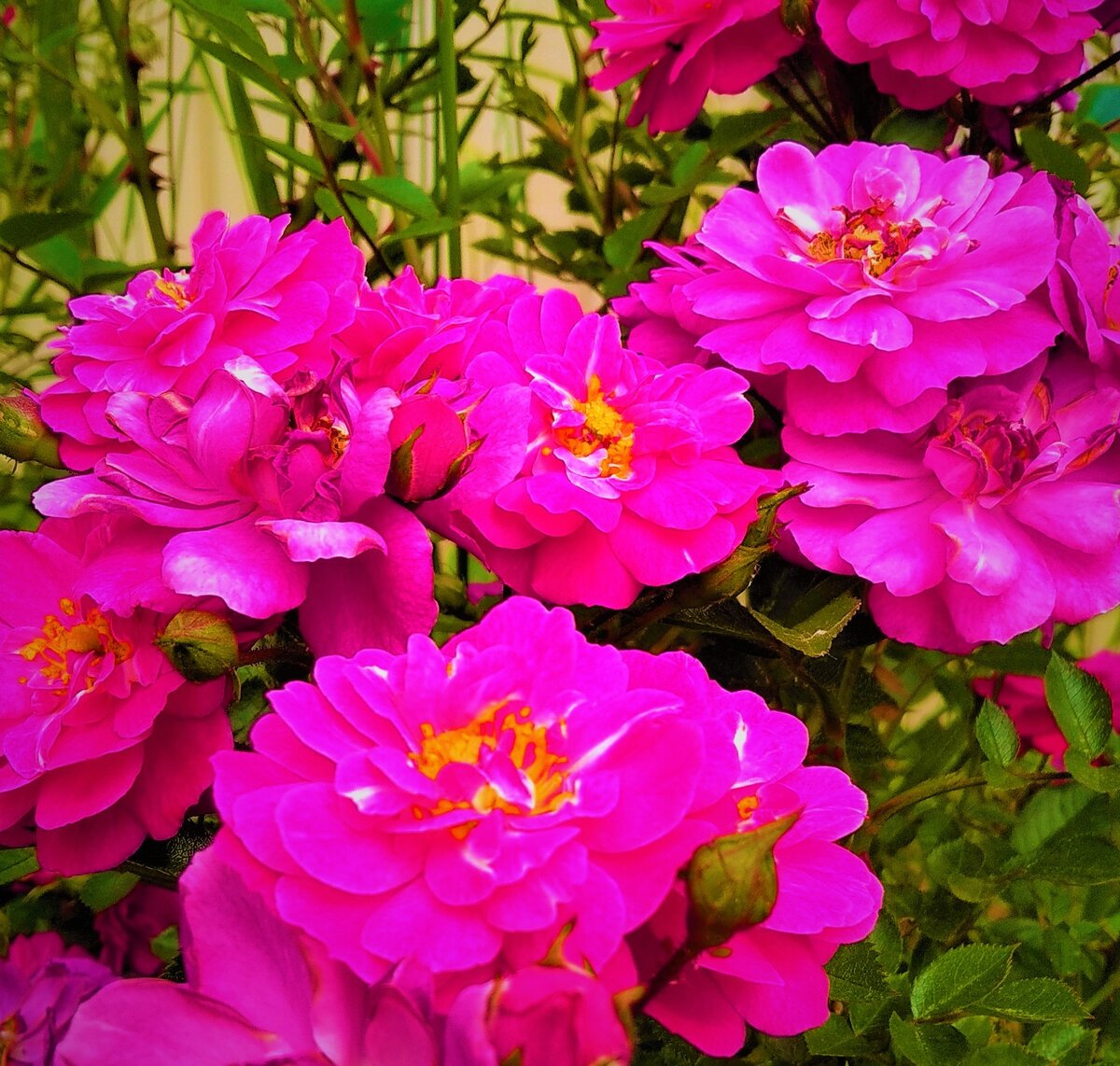 Три секретные подсыпки для здоровых роз: готовим к зиме и наслаждаемся цветением