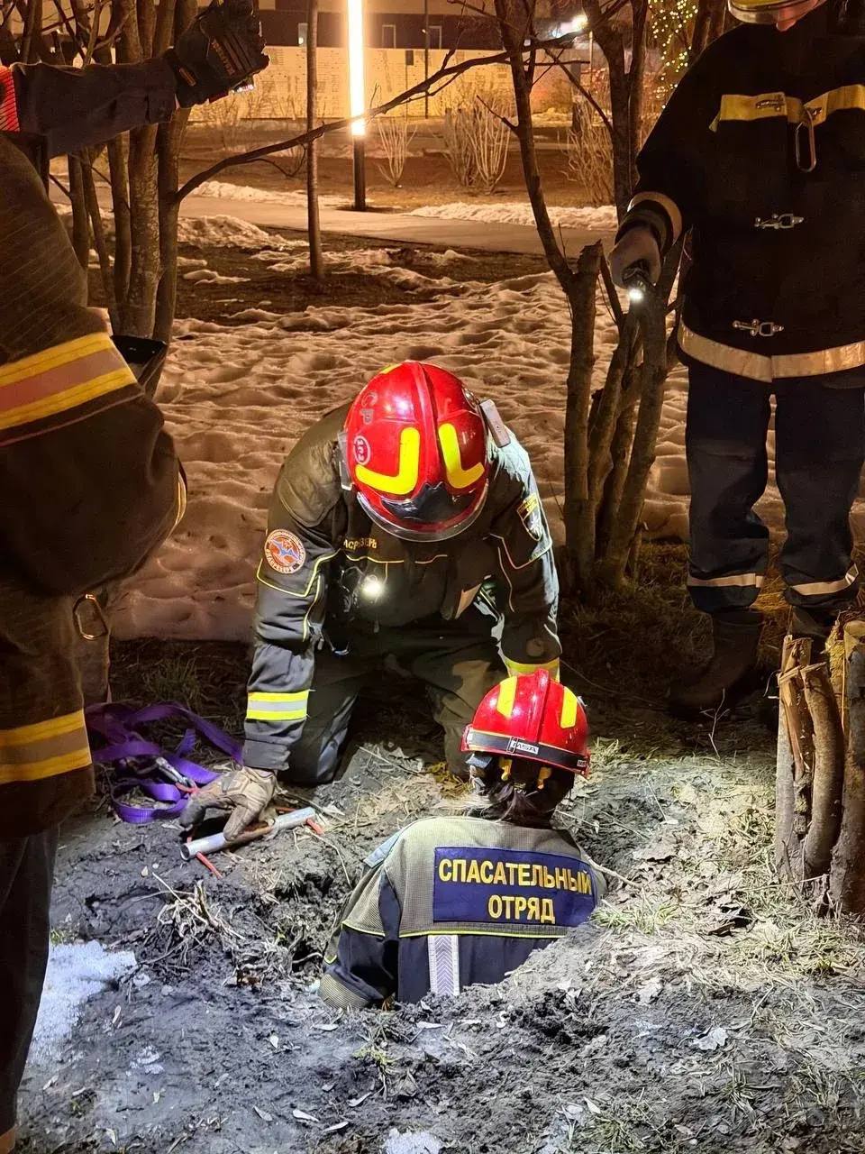 Пёс провалился в секретный погреб в парке имени Зорге во время прогулки Пёс провалился в секретный погреб в парке имени Зорге во время прогулки