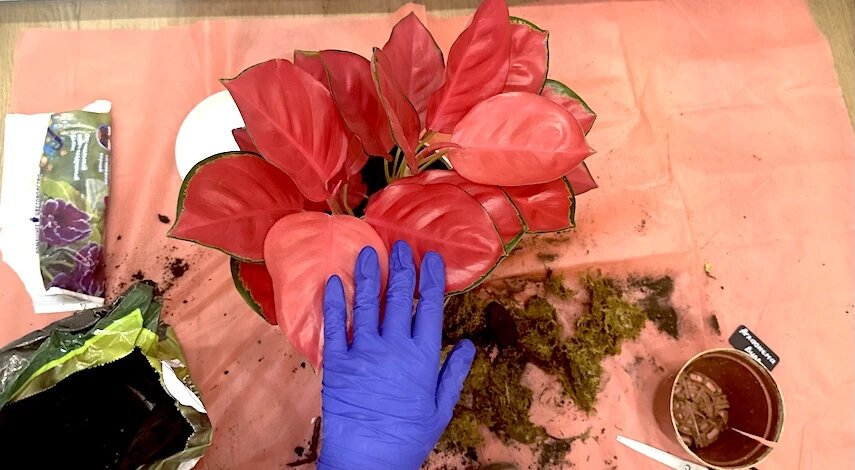 Как правильно пересадить аглаонему весной: шаг за шагом