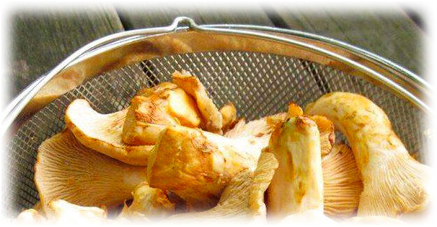 Лисички на зиму: секреты правильной засолки