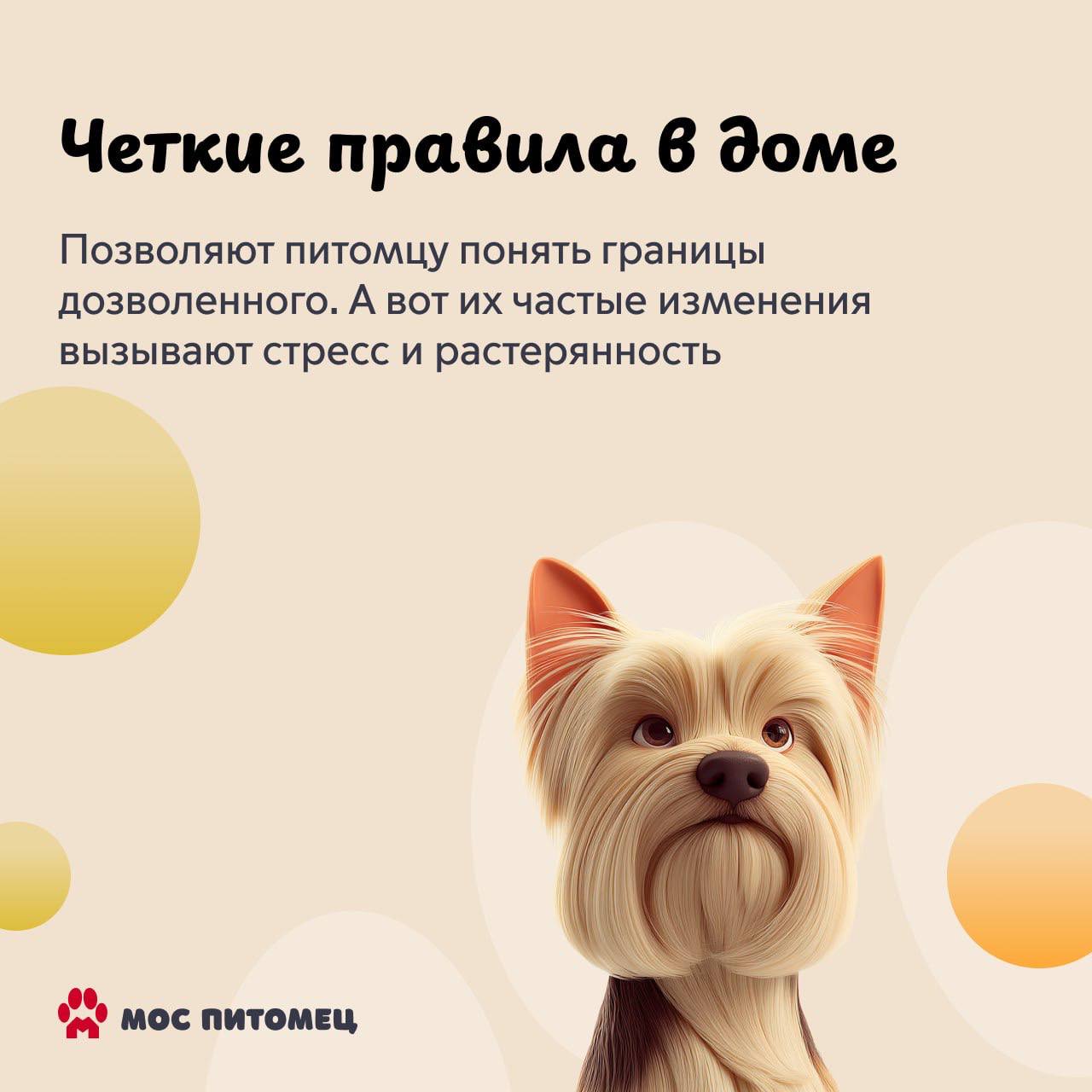 Воспитание собаки — это длительный процесс, в котором важна каждая деталь Воспитание собаки — это длительный процесс, в котором важна каждая деталь