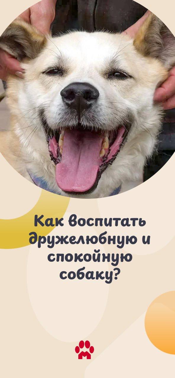 Воспитание собаки — это длительный процесс, в котором важна каждая деталь