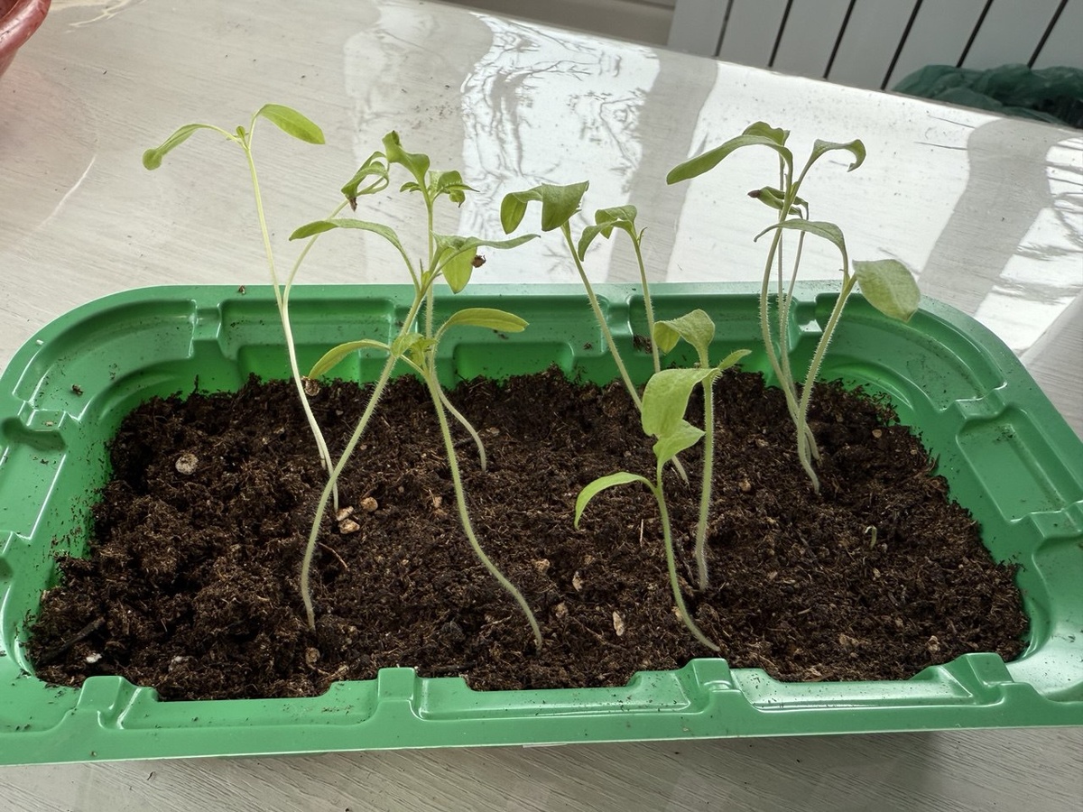 Как вернуть к жизни вытянувшуюся рассаду томатов