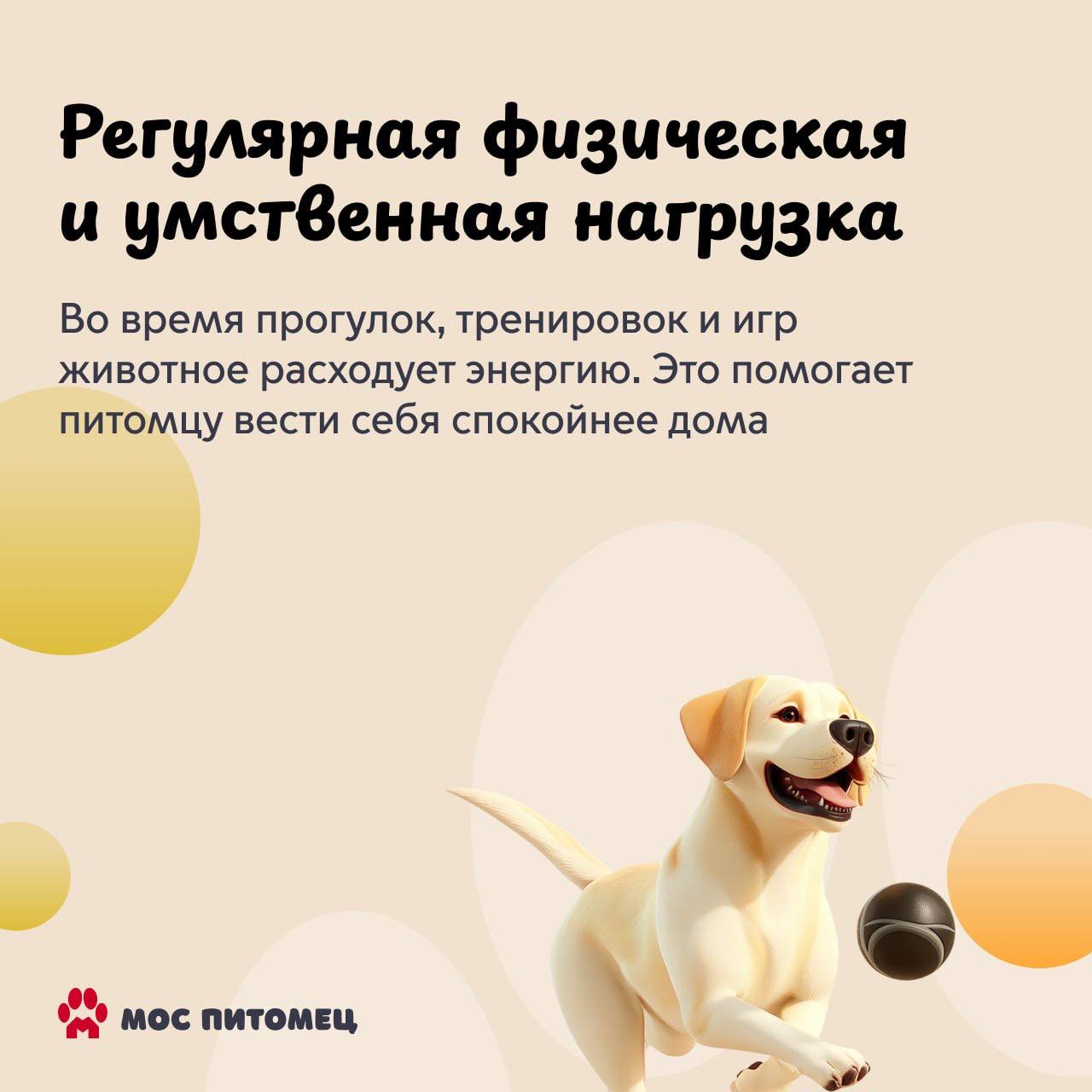 Воспитание собаки — это длительный процесс, в котором важна каждая деталь Воспитание собаки — это длительный процесс, в котором важна каждая деталь