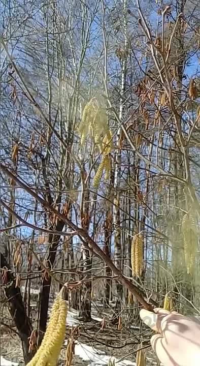 Аллергики, сочувствуем: в Москве и Подмосковье начал цвести орешник