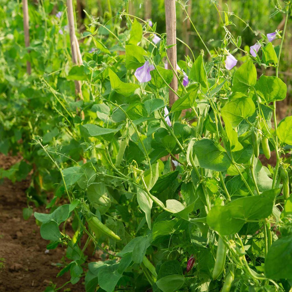 Как вырастить сладкий горох без лишних усилий