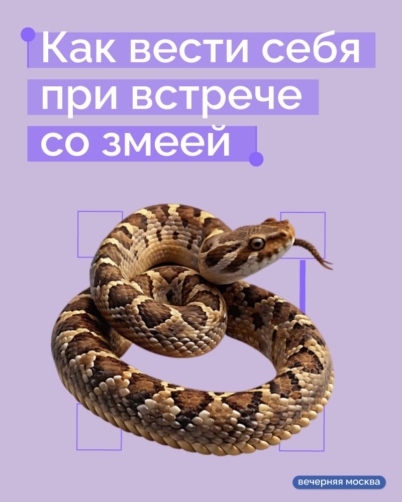 Эксперты заявляют, что опасные змеи пробудились в Подмосковье и лесопарках города раньше обычного