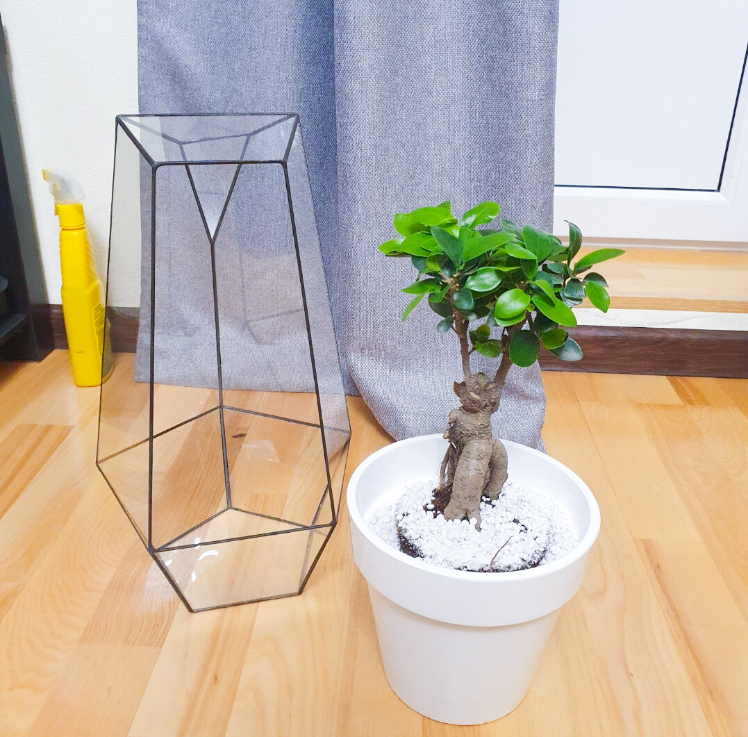 Что выбрать: закрытый или открытый флорариум с фикусом?