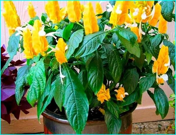 Пахистахис: как сделать ваше пространство ярче