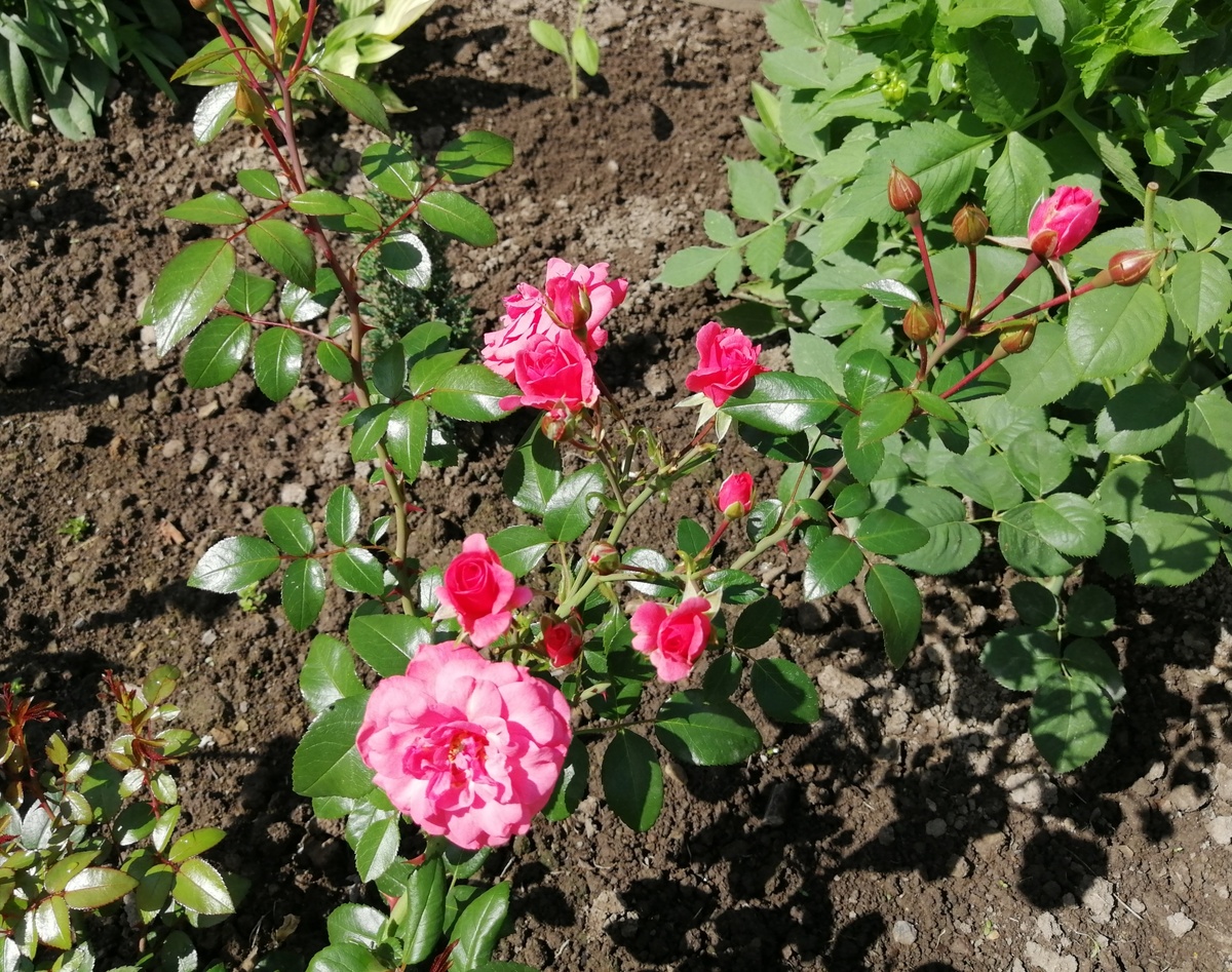 Как увлечение отдыхом в Турции превращается в собирательство семян для огорода