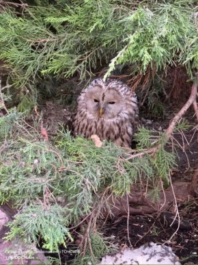 � ��������� ���������� ������� ��������� "������" ����