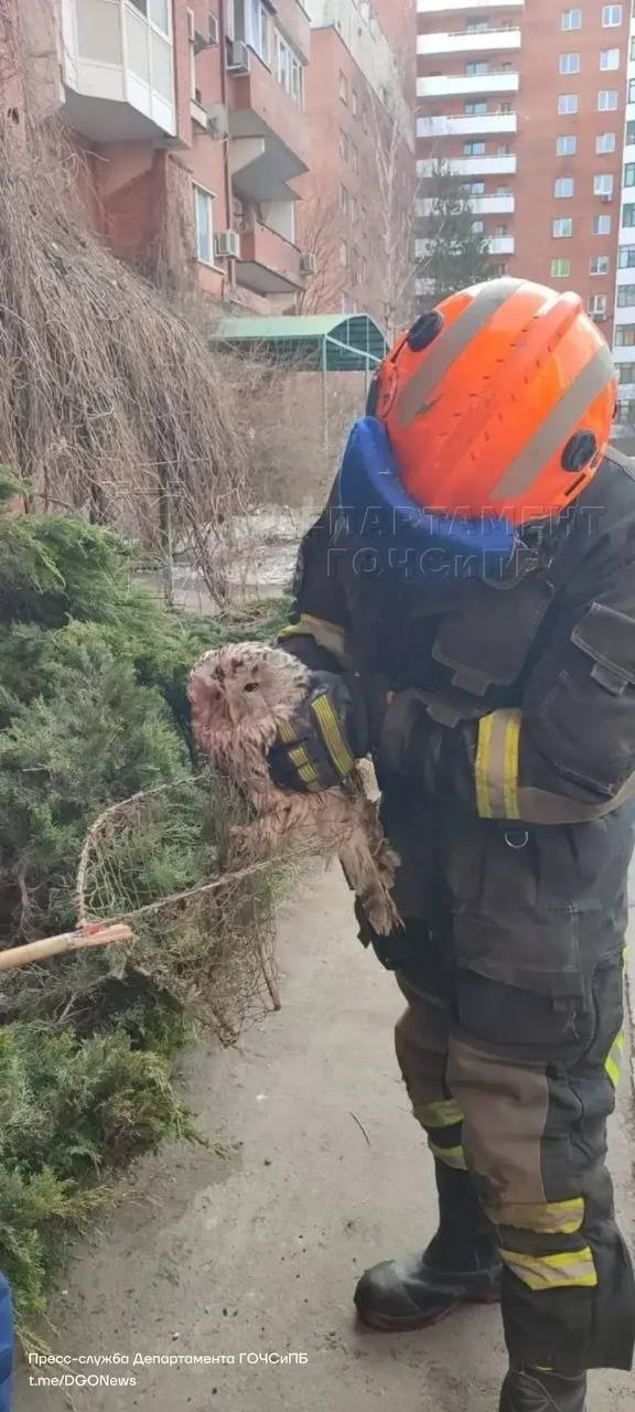 Раненых утку и сову спасли в Москве, сообщает столичный департамент ГО и ЧС Раненых утку и сову спасли в Москве, сообщает столичный департамент ГО и ЧС