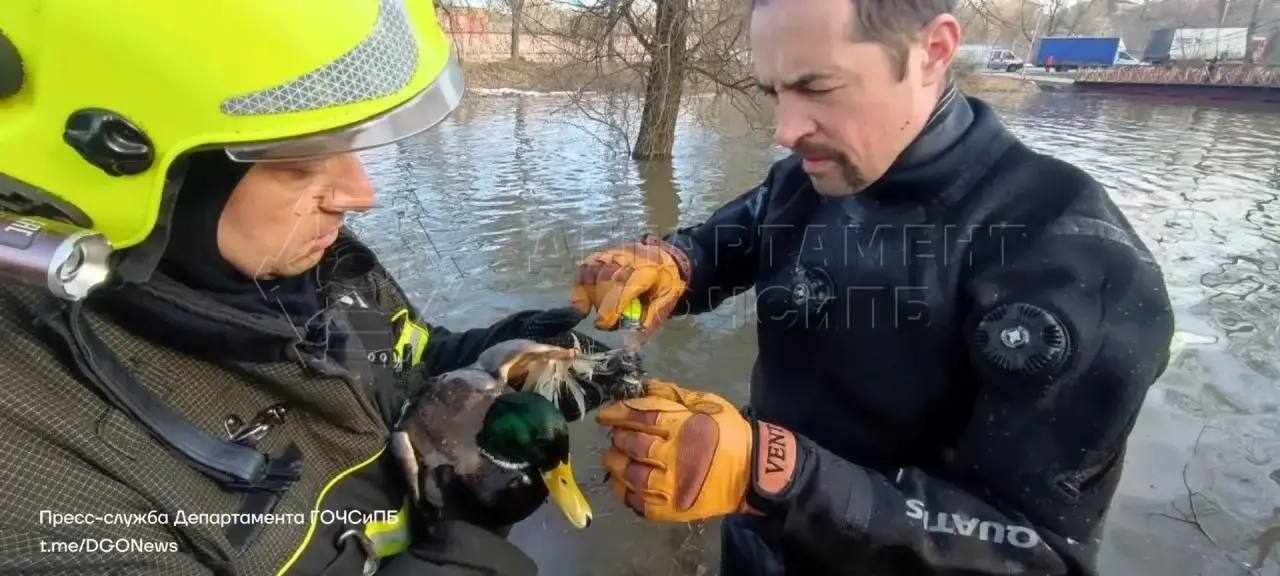 Раненых утку и сову спасли в Москве, сообщает столичный департамент ГО и ЧС