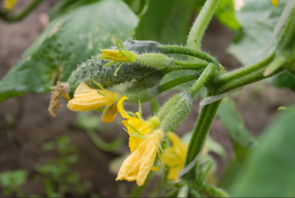 Как вырастить вкусные огурцы уже в начале лета