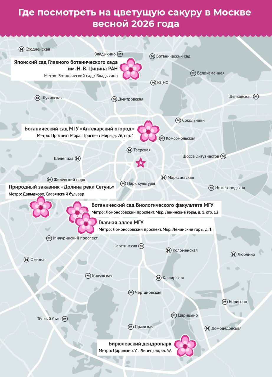 Где посмотреть на цветущую сакуру в Москве весной 2026