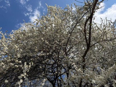 Ольга Курлаева: Конец марта в Крыму, как начало мая в Москве