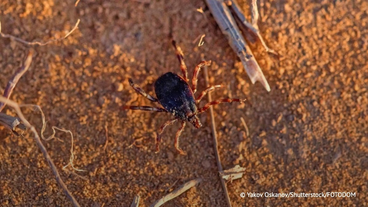 Гигантские клещи рода Hyalomma не приживутся в средней полосе России, сообщила глава Роспотребнадзора Анна Попова Telegram-каналу "Юнашев Live"