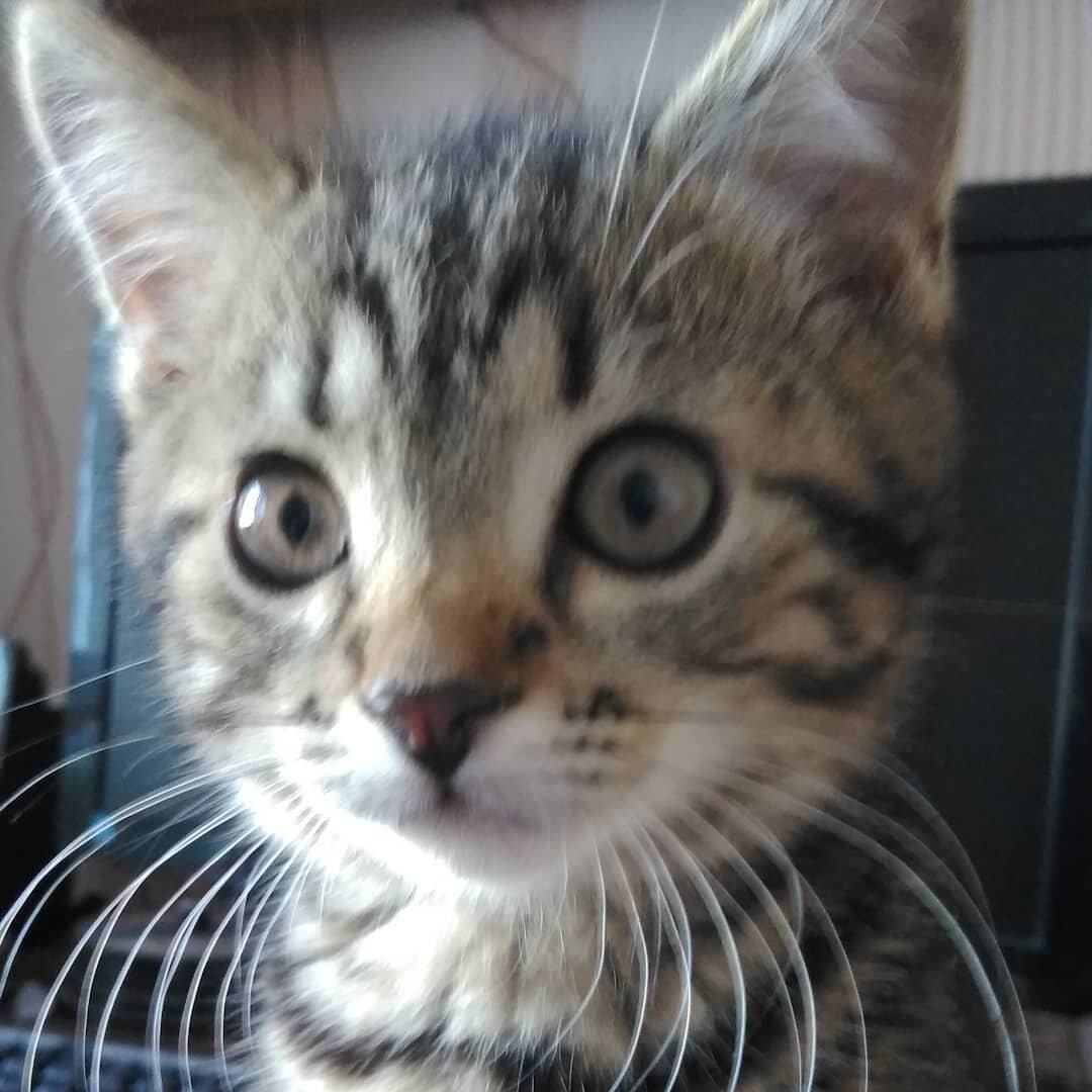 Плюшка: Кот, который живет полной жизнью