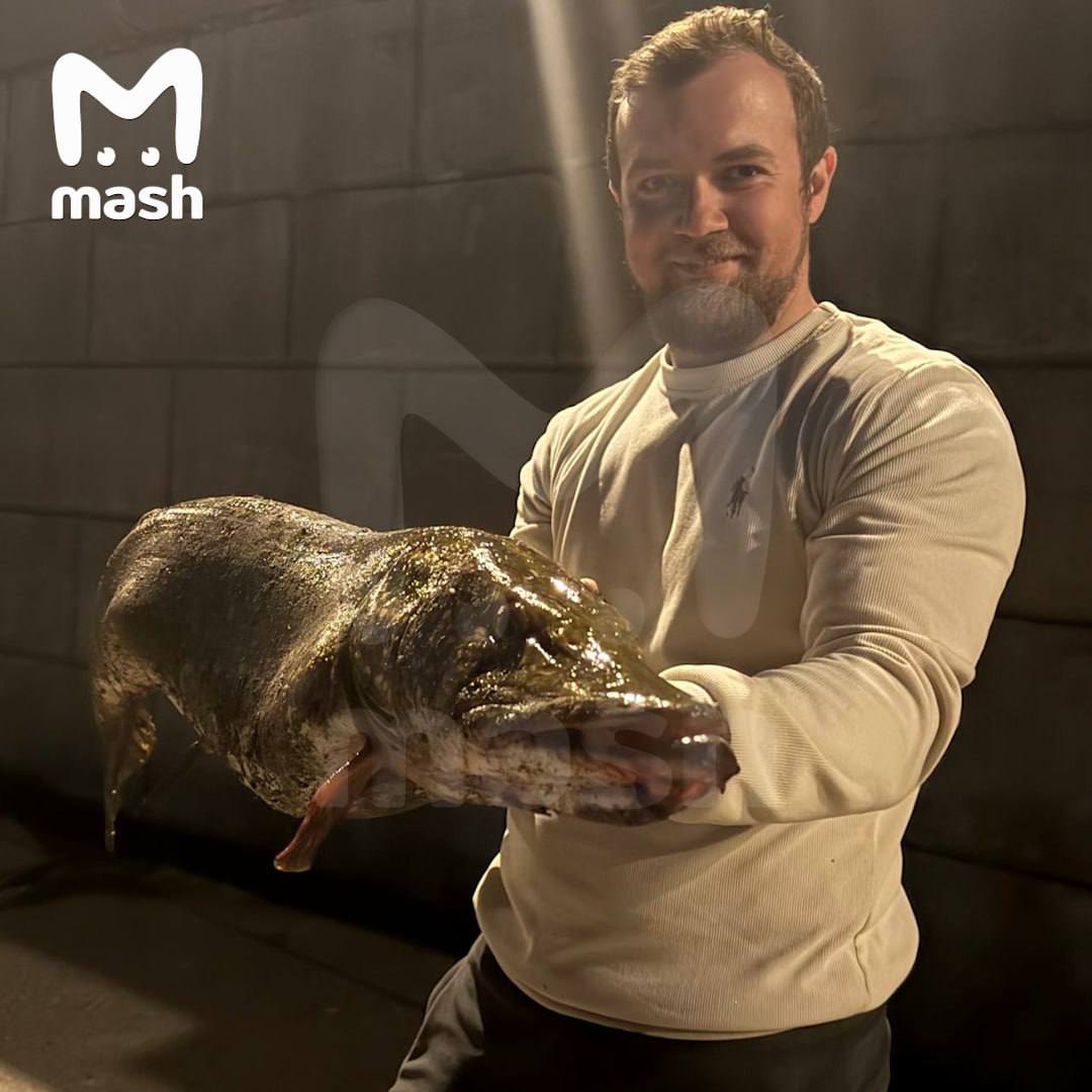 Подписчик хвастается 9-килограммовой гига-щукой, выловленной у Москвы-Сити Подписчик хвастается 9-килограммовой гига-щукой, выловленной у Москвы-Сити