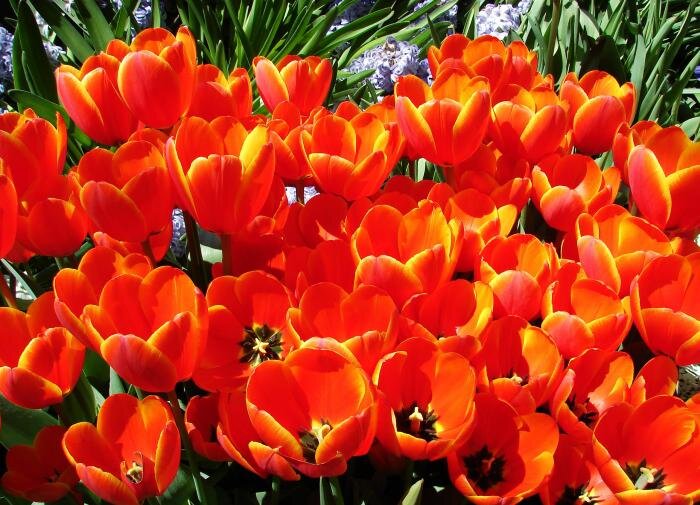 Мирабилис: ночная красавица ярких садов и легкого ухода