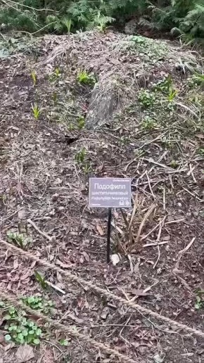 Учимся культурно унижать с Аптекарским огородом