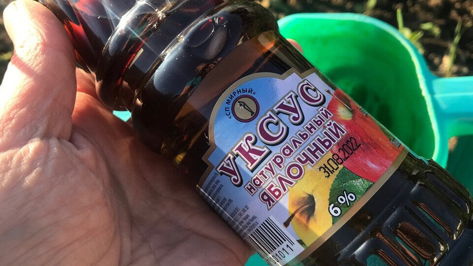 Яблочный уксус в саду: неожиданные преимущества и простой рецепт подкормки