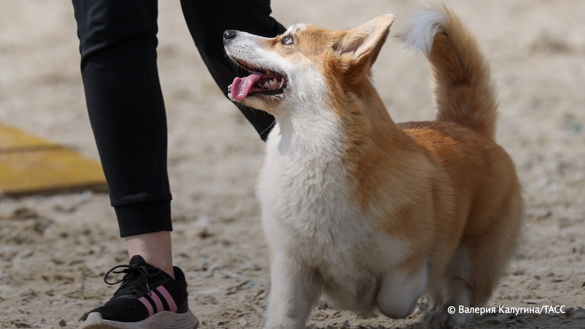 ГОСТ на площадки для выгула собак вступит в силу с 1 апреля