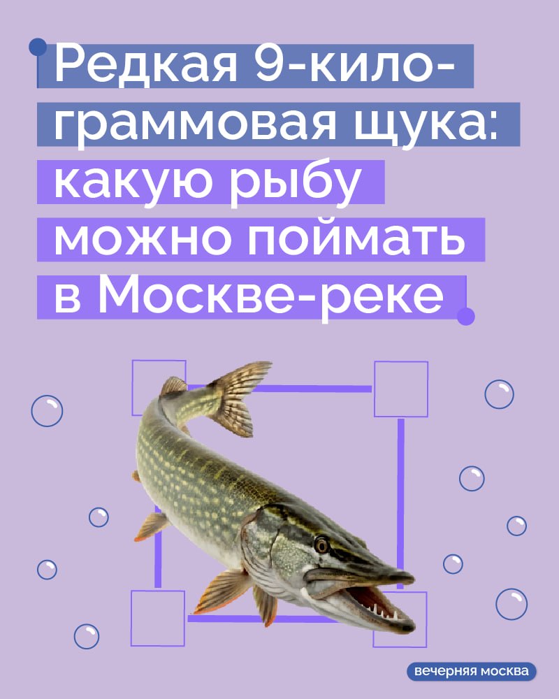 Пока одни спешат по делам у «Москвы-Сити», другие вытаскивают из воды настоящих речных гигантов