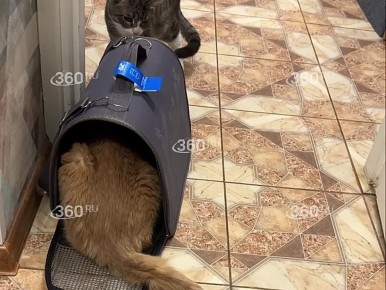 11-летнего кота бросили в зоне регистрации аэропорта