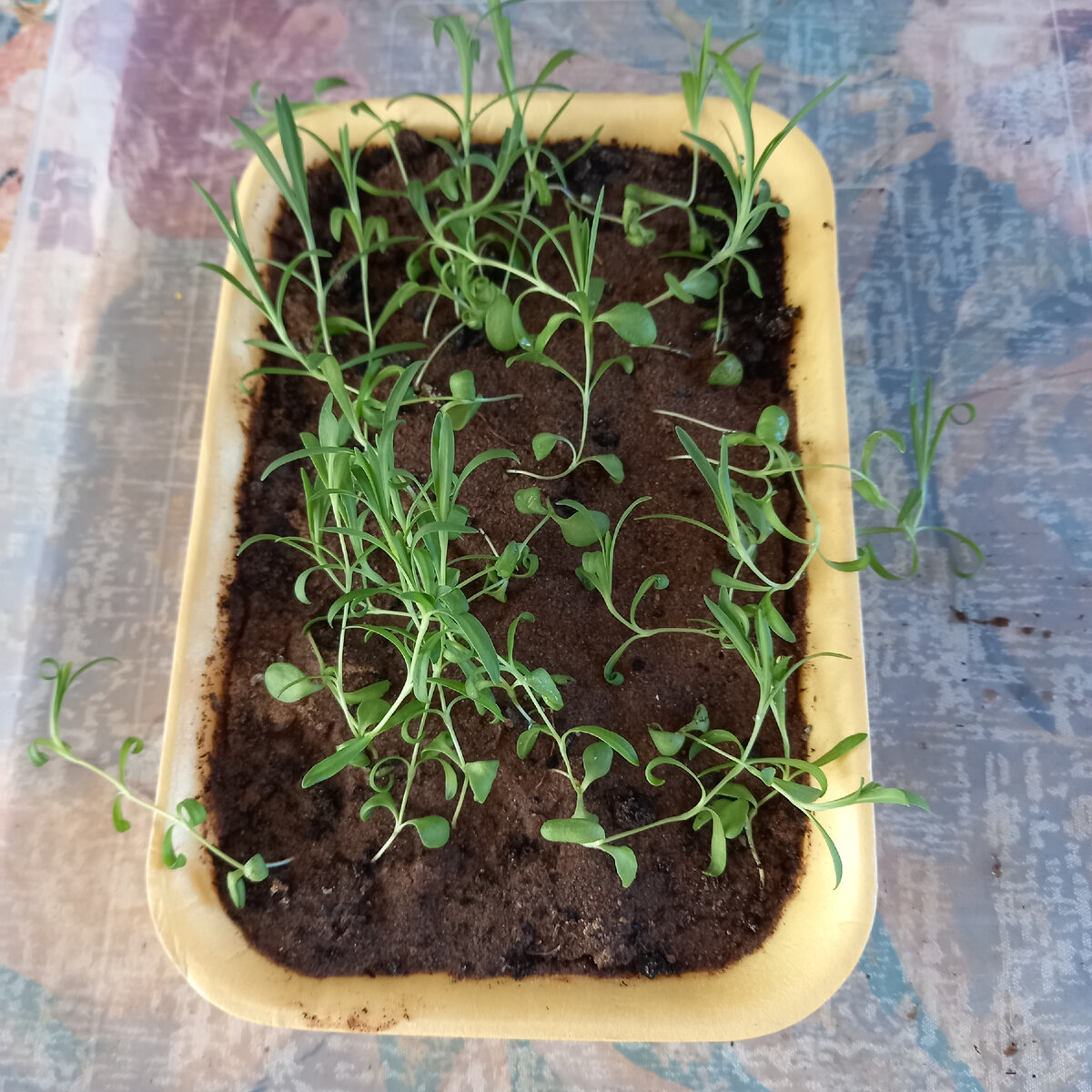 Как добиться пышного куста гвоздики и петуньи: секреты успешного выращивания