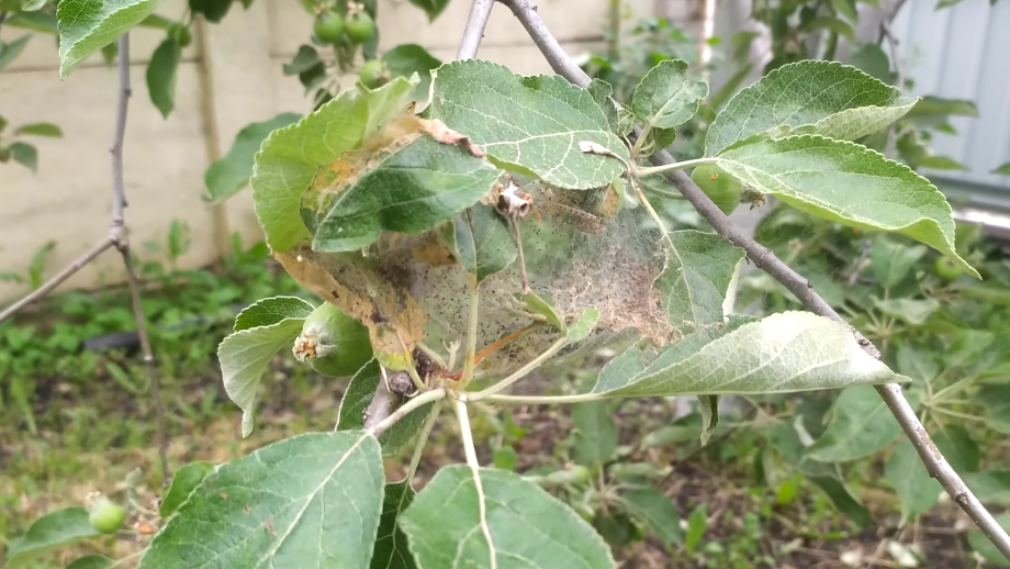 Секреты борьбы с паутинным клещом: 8 садовых работ без химикатов