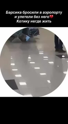 11-летнего кота Барсика бросили в московском аэропорту