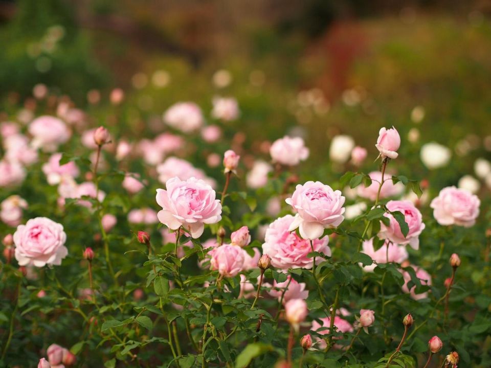 ��� ��������, ����� ������� ��������� ������� ��� ������