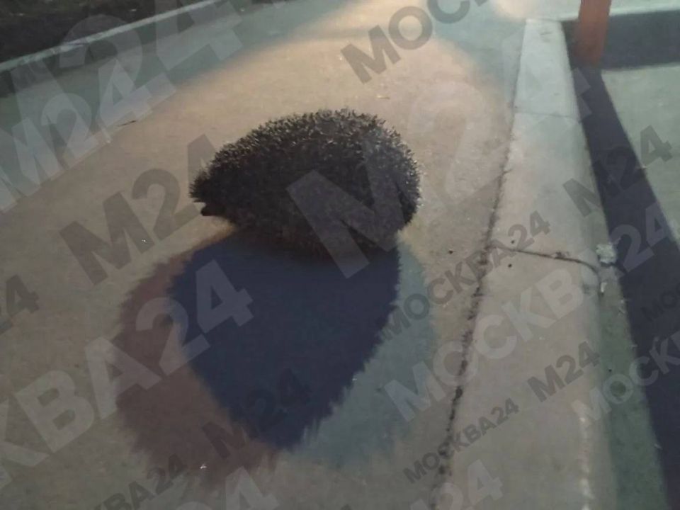 ����� ���������� � ������. ������ ������� ��������� ������ ����� �� �������� ��������