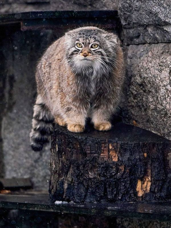 ����� ������� ����� ������� ��� �������