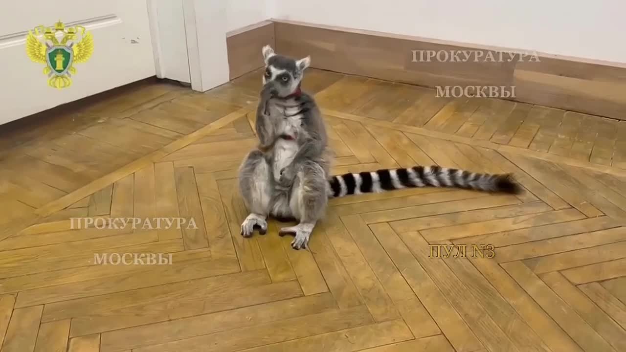 В Москве спасли лемура из трудового рабства: