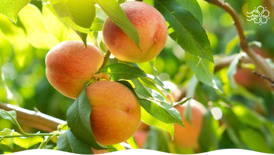 ��������������� ������� ��� ��������� ����