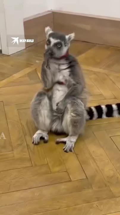 ������� ������ ��������� ���������� � ��������