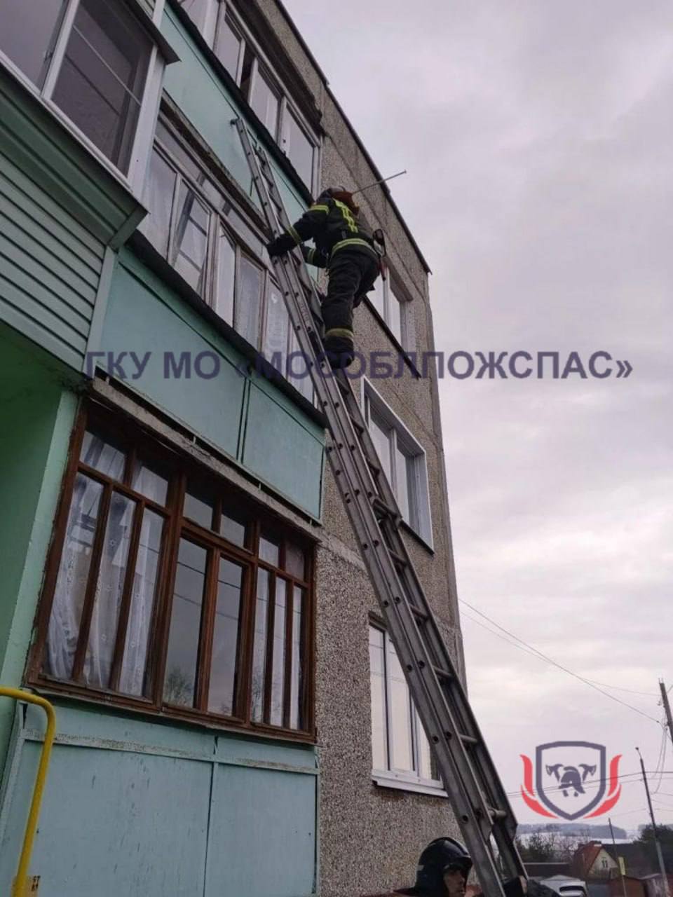 В Подмосковье 20 котов «выселили» хозяйку на балкон