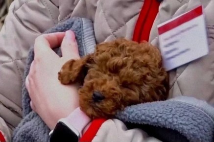 Щенок, находившийся в поезде Москва — Челябинск, вернулся домой