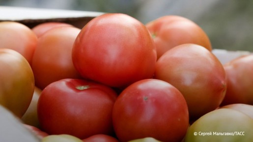 Цены на томаты в крупных российских торговых сетях начинаются от 249 рублей за килограмм
