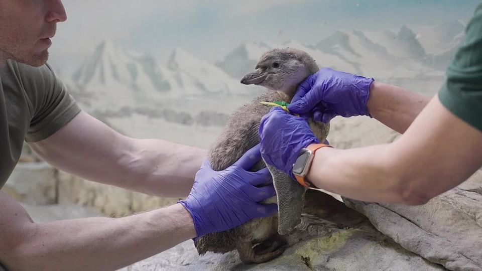 �������� ��������� ���������� ��������� �� ���� � ���������� ��������, ���������� � Telegram-������ ���������� �������